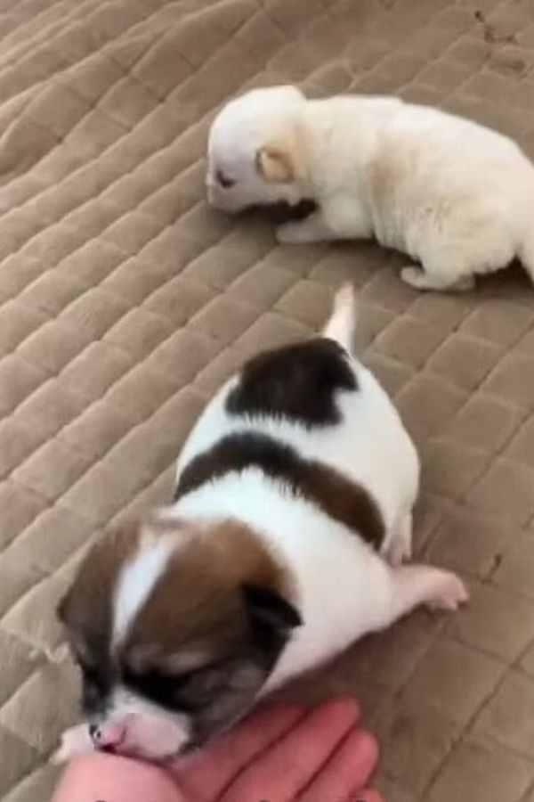 Pequeños cachorros abandonados en el parque: surge un héroe inesperado-1