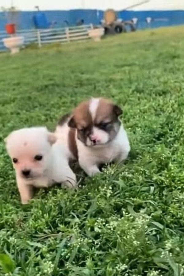 Pequeños cachorros abandonados en el parque: surge un héroe inesperado-1