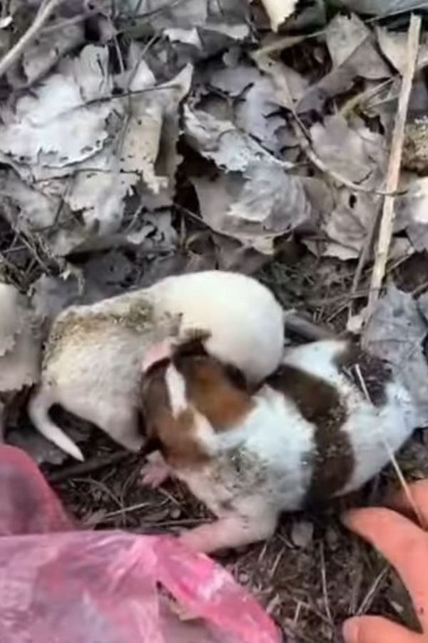 Pequeños cachorros abandonados en el parque: surge un héroe inesperado-1