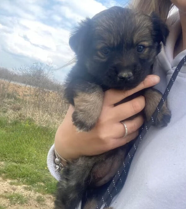 Un pequeño cachorro abandonado en una carretera muy transitada encuentra esperanza en el corazón de un extraño-1