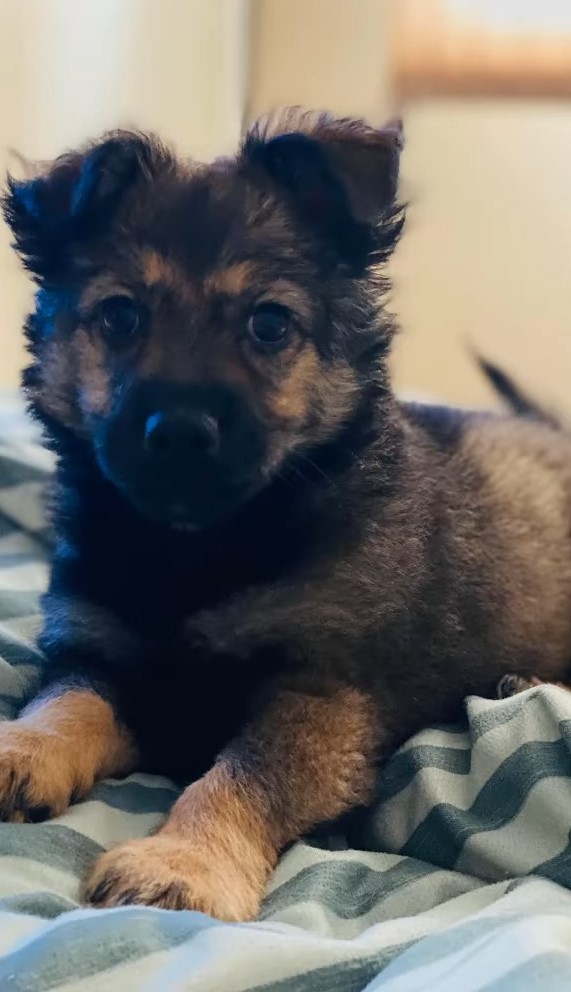 Un pequeño cachorro abandonado en una carretera muy transitada encuentra esperanza en el corazón de un extraño-1