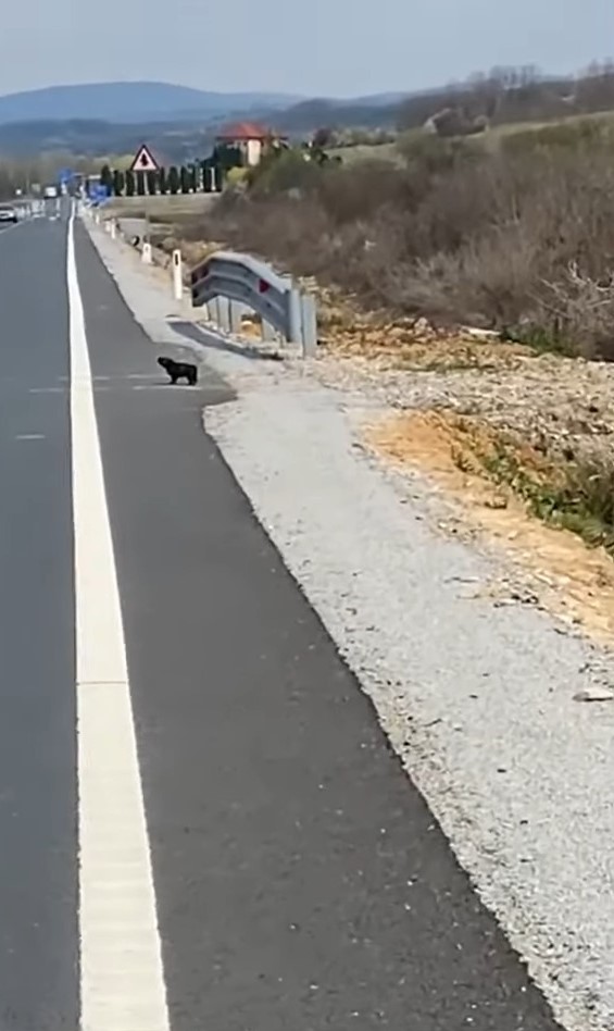 Un pequeño cachorro abandonado en una carretera muy transitada encuentra esperanza en el corazón de un extraño-1