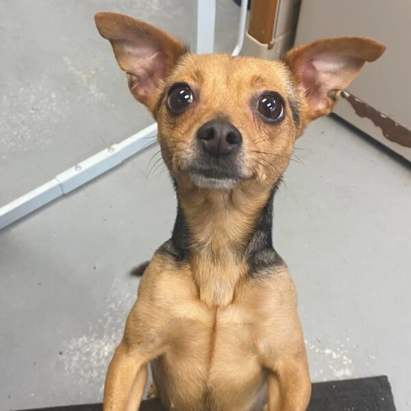 Unbelievable Discovery: What Shelter Staff Found Next to the 'Do Not Abandon' Sign-1