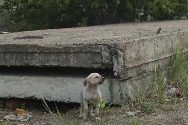 Descubrimiento increíble: una mujer descubre una familia escondida debajo de una losa de concreto-1