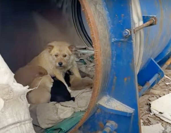 Unexpected Discoveries Inside a Dog's Barrel Home-1