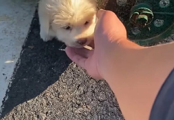 La vida de un cachorro no deseado se transforma después de un encuentro inesperado en un contenedor de basura-1