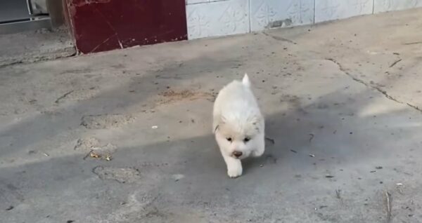 La vida de un cachorro no deseado se transforma después de un encuentro inesperado en un contenedor de basura-1