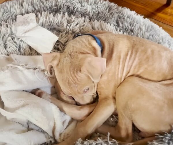 Mira cómo esta Pittie rescatada se convierte en una princesa real gracias a su amado Foster-1