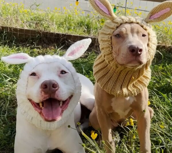 Mira cómo esta Pittie rescatada se convierte en una princesa real gracias a su amado Foster-1