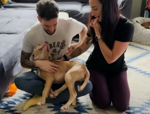 Mira cómo esta Pittie rescatada se convierte en una princesa real gracias a su amado Foster-1