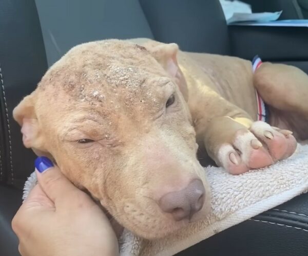 Mira cómo esta Pittie rescatada se convierte en una princesa real gracias a su amado Foster-1