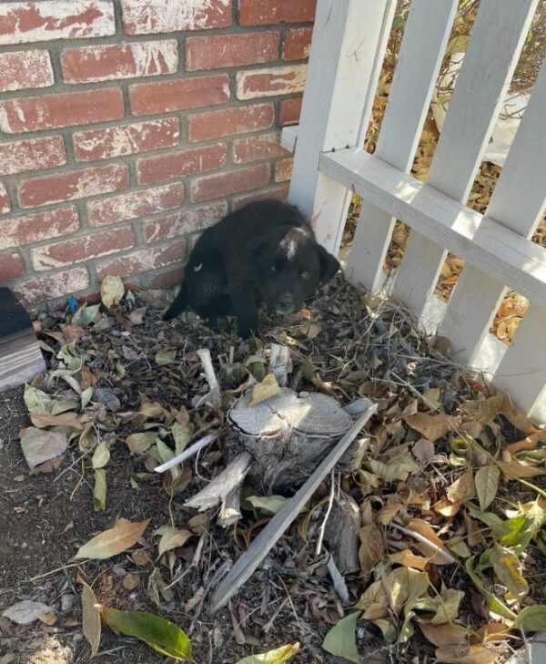 Lo que esta mujer encontró en su jardín te dejará sin palabras-1