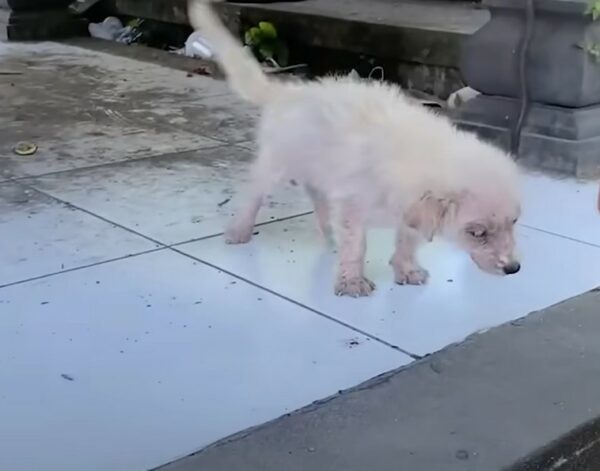 Sea testigo del emotivo viaje de rescate de dos adorables cachorros abandonados y solos-1