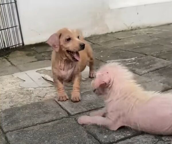 Sea testigo del emotivo viaje de rescate de dos adorables cachorros abandonados y solos-1