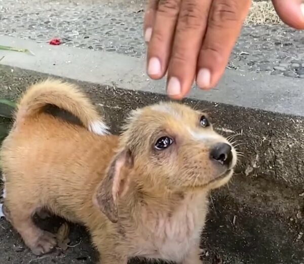 Sea testigo del emotivo viaje de rescate de dos adorables cachorros abandonados y solos-1