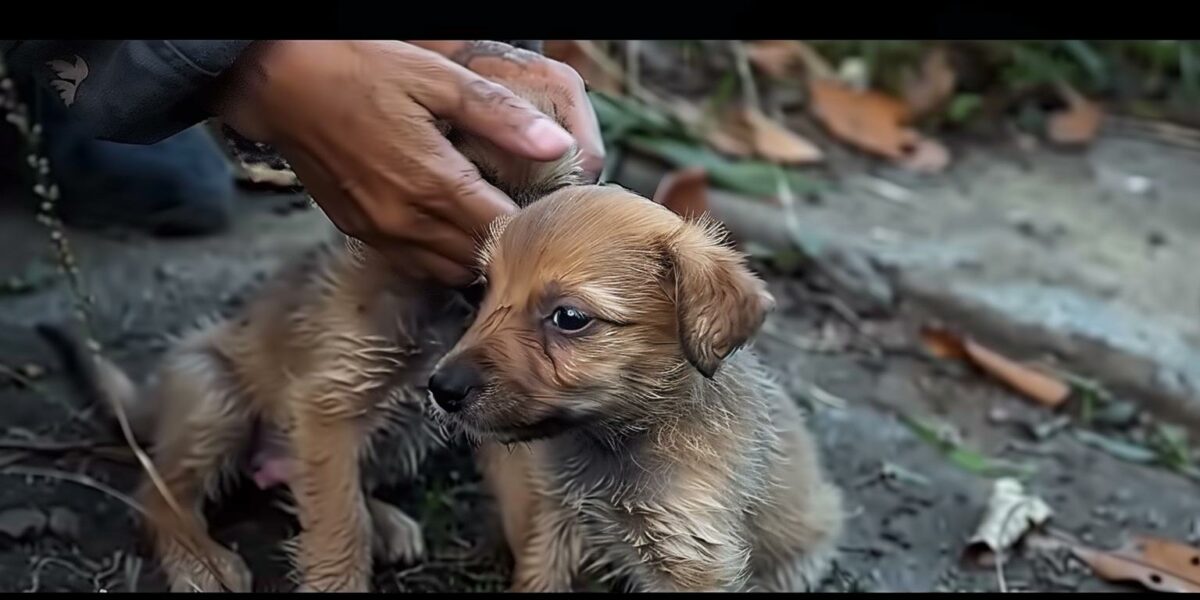 Witness the Emotional Rescue Journey of Two Adorable Puppies Abandoned and Alone