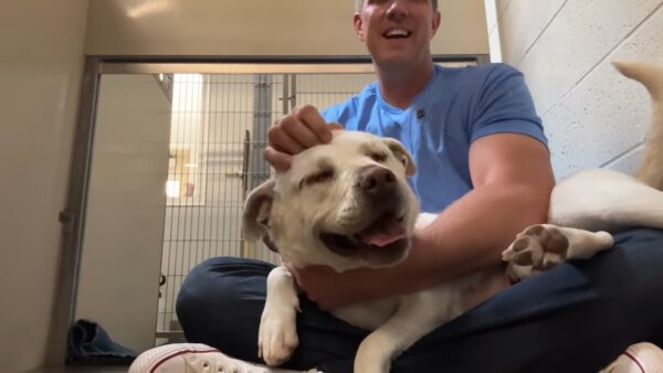 Witness the Transformative Power of Love on This Rescued Blind Dog-1