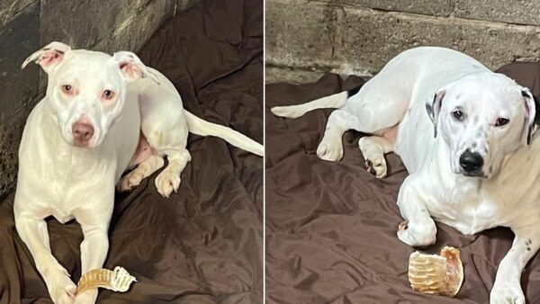 No creerás cómo estos dos cachorros pasaron su primer cumpleaños en un refugio-1