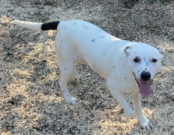 You Won't Believe How These Two Pups Spent Their First Birthday in a Shelter-1