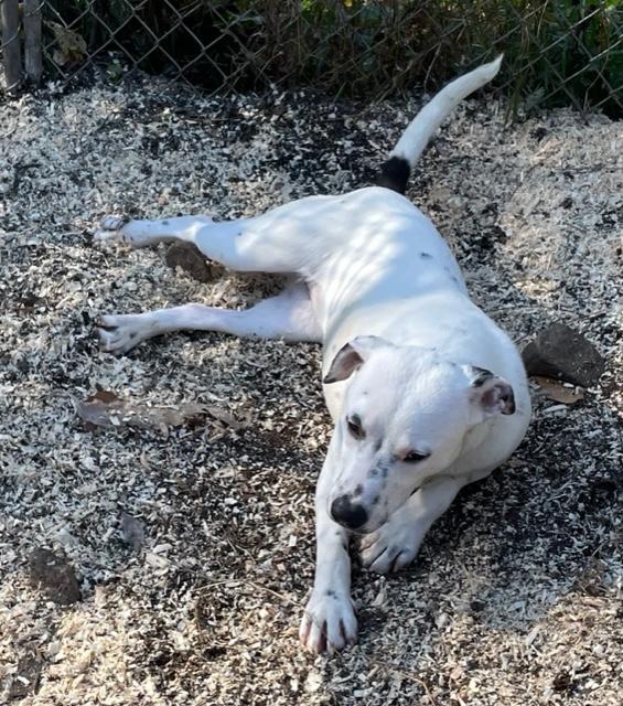 No creerás cómo estos dos cachorros pasaron su primer cumpleaños en un refugio-1