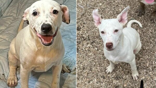 You Won't Believe How These Two Pups Spent Their First Birthday in a Shelter-1