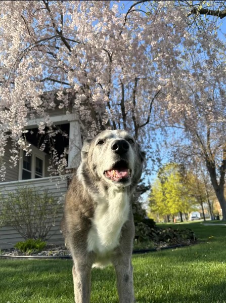 ¡No creerás con qué este perro compartió su juguete!-1