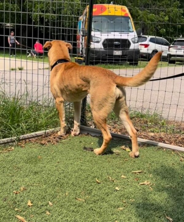 No más cadenas: el viaje milagroso hacia la libertad de un perro maltratado-1