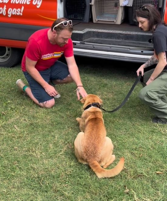 No más cadenas: el viaje milagroso hacia la libertad de un perro maltratado-1