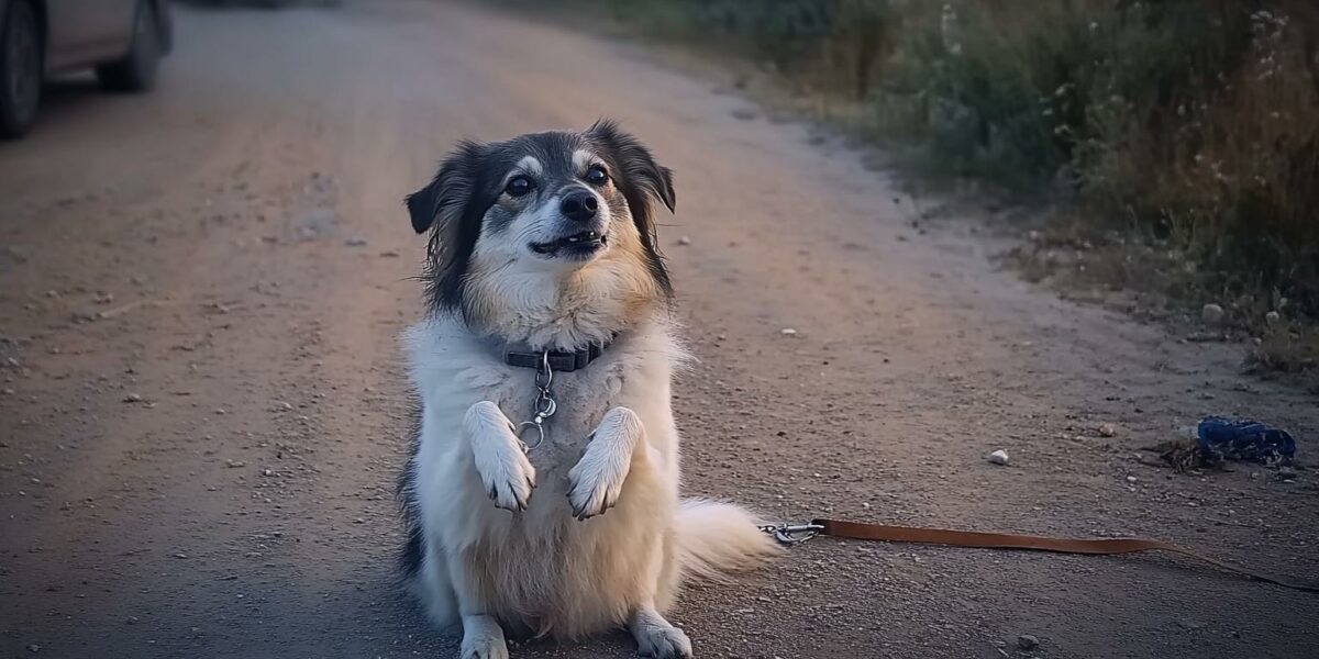 A Desperate Dog's Plea: Tied to the Roadside, Who Will Save Him?