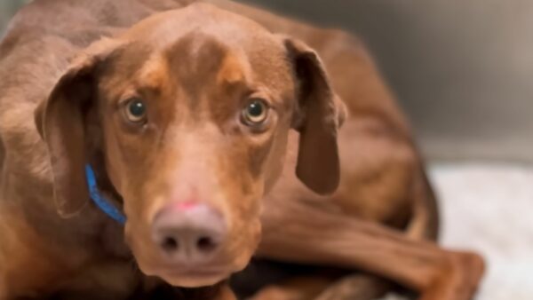 A Dog's First Time Hearing "Good Boy" Will Leave You Speechless-1