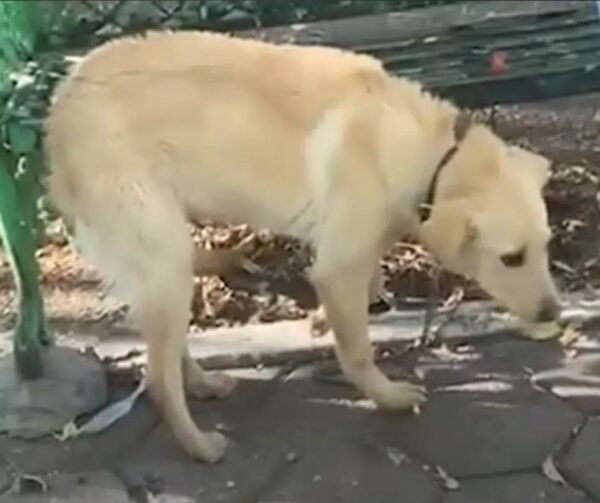 El viaje de un perro desde el dolor hasta la esperanza: ¿encontrará su hogar definitivo?-1