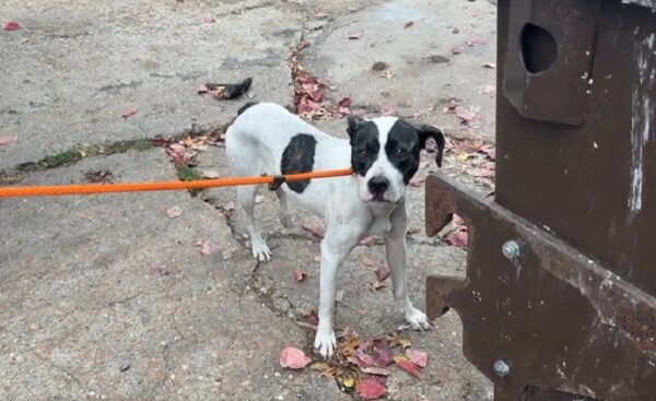 A Fearful Pup's Silent Plea: How One Dog Found Hope Behind a Dumpster-1