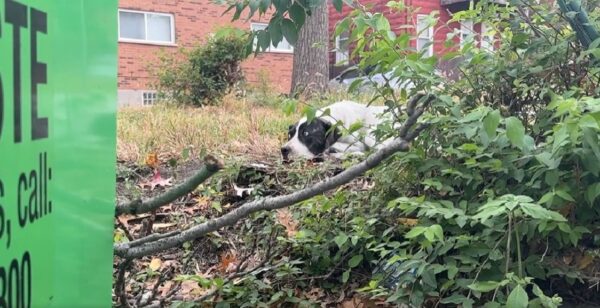 La súplica silenciosa de un cachorro temeroso: cómo un perro encontró esperanza detrás de un contenedor de basura-1