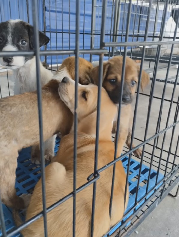 A Heartbreaking Abandonment: Seven Helpless Puppies Left at Temple-1