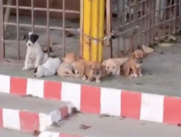 A Heartbreaking Abandonment: Seven Helpless Puppies Left at Temple-1