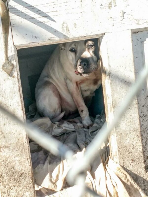 Un viaje sincero: la milagrosa transformación de un perro abandonado-1