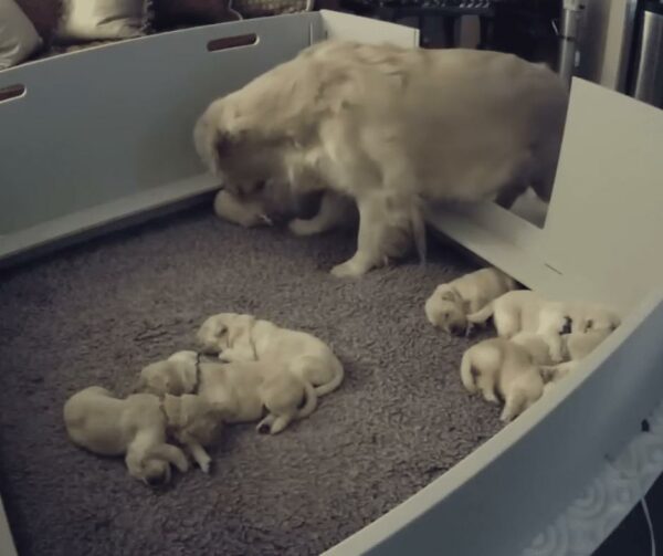 A Mother's Intuition: Newborn Puppy’s Heartfelt Search for Comfort-1