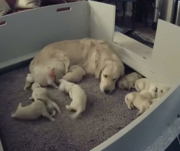 A Mother's Intuition: Newborn Puppy’s Heartfelt Search for Comfort-1