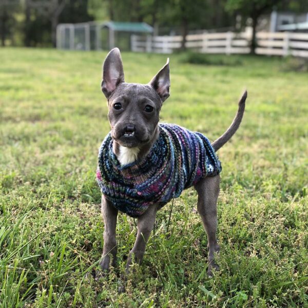 A Puppy’s Unlikely Journey: Born Without a Nose, Rescued, and Loved-1