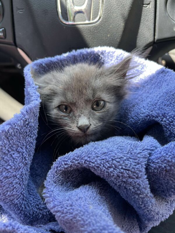 El viaje de un gatito callejero desde el rincón del jardín hasta los abrazos más sinceros-1