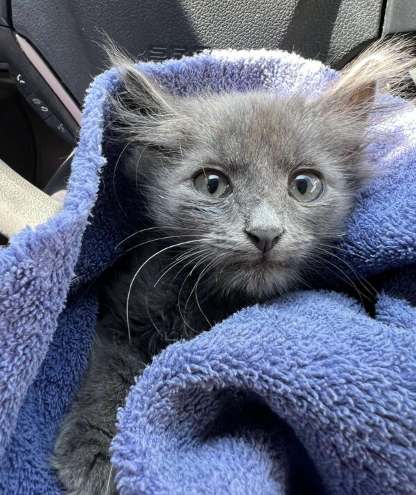 El viaje de un gatito callejero desde el rincón del jardín hasta los abrazos más sinceros-1