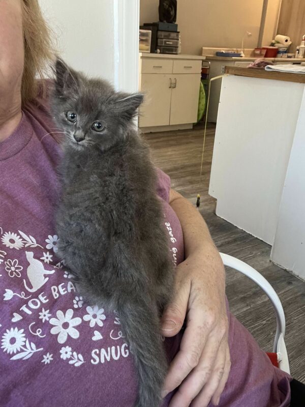 El viaje de un gatito callejero desde el rincón del jardín hasta los abrazos más sinceros-1