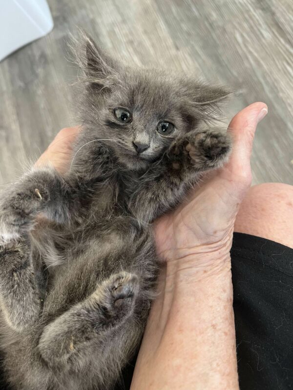 El viaje de un gatito callejero desde el rincón del jardín hasta los abrazos más sinceros-1