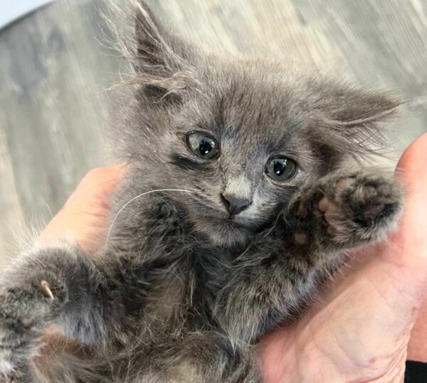 El viaje de un gatito callejero desde el rincón del jardín hasta los abrazos más sinceros-1