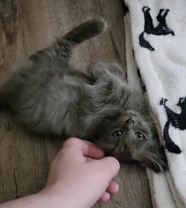 A Stray Kitten's Journey from Garden Corner to Heartfelt Snuggles-1