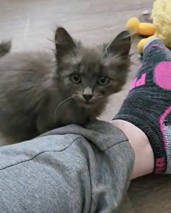 El viaje de un gatito callejero desde el rincón del jardín hasta los abrazos más sinceros-1