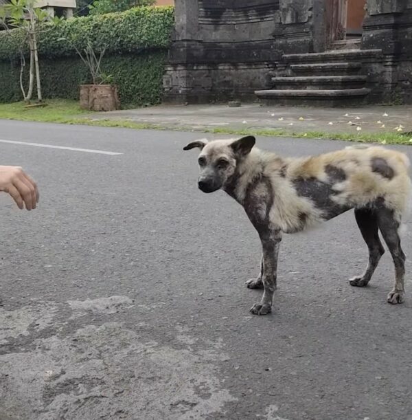 El viaje milagroso de un perro callejero: del miedo al amor incondicional-1