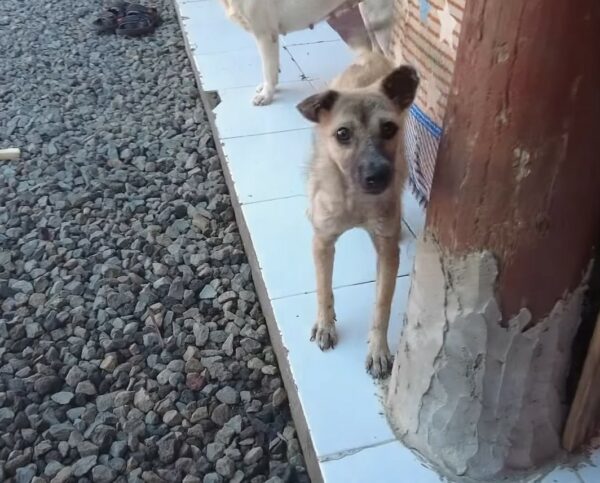 El viaje milagroso de un perro callejero: del miedo al amor incondicional-1