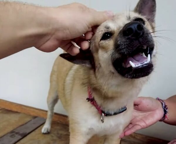 El viaje milagroso de un perro callejero: del miedo al amor incondicional-1