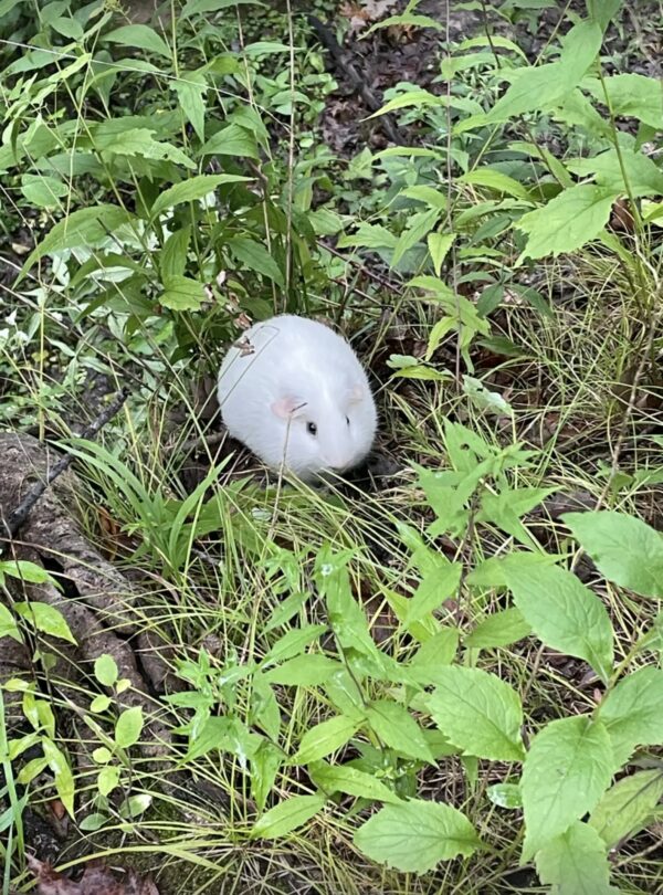 Un pequeño misterio blanco en el bosque: el increíble descubrimiento que lo cambió todo-1